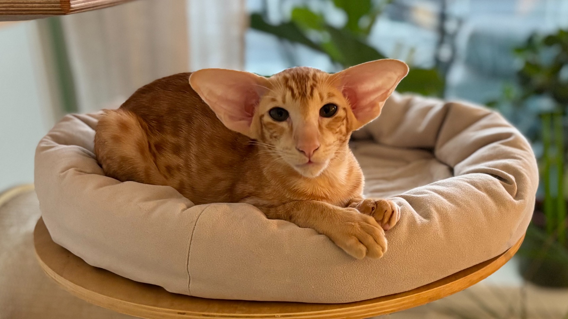NO*Zamaradi Indie 4,5 months old