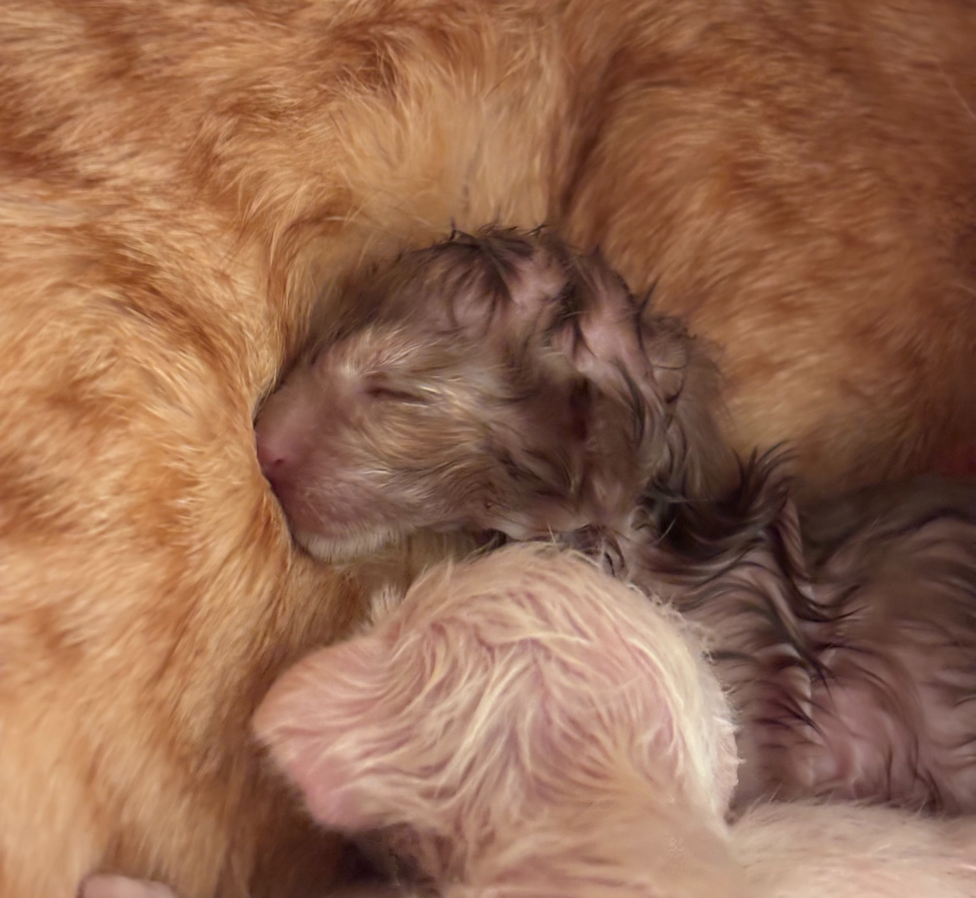 Nelia and one of the SIA h girls right after birth